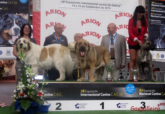 Mastín del Pirineo Campeona de España Amanda de Gaspalleira criadores