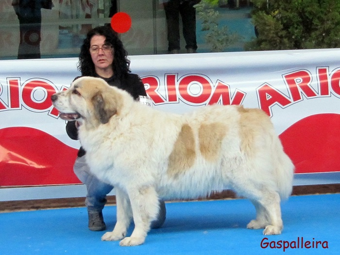 Mastín del Pirineo Campeona de España Amanda de Gaspalleira criadores