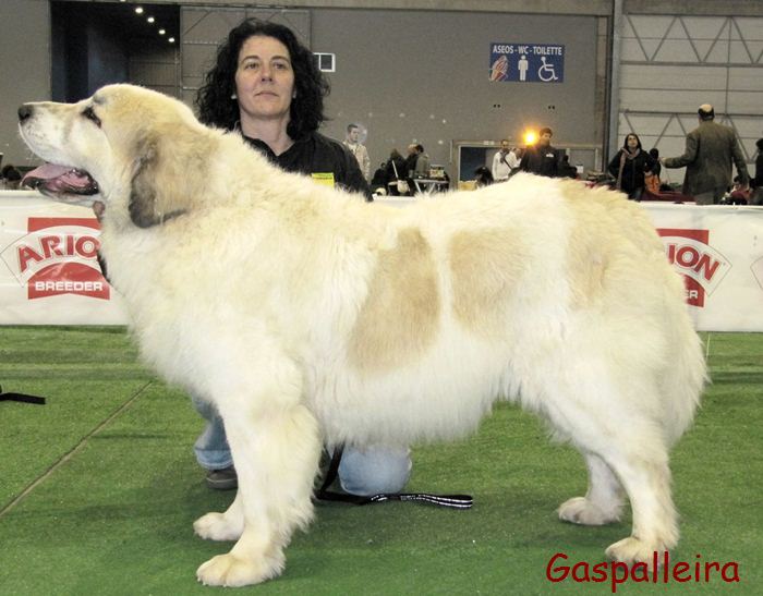Mastin del Pirineo Campeona de España Amanda de Gaspalleira criadores