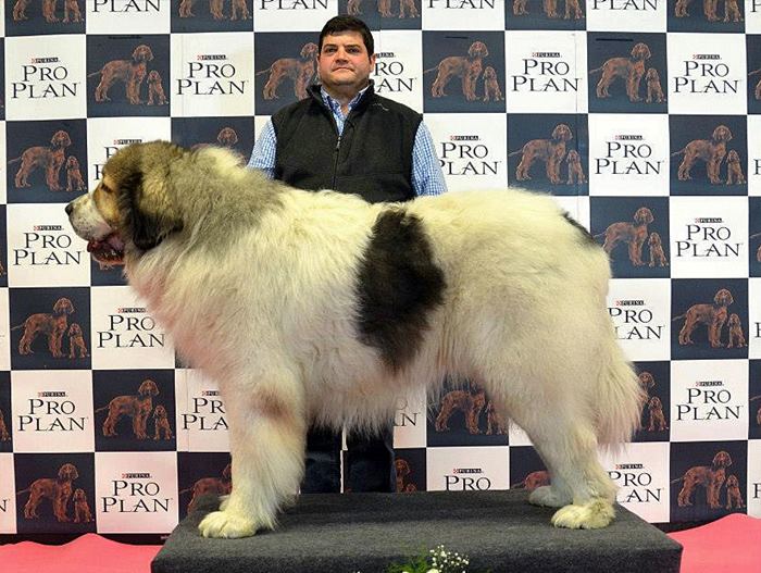 Mastin del Pirineo Campeon de España Asubio de Gaspalleira criadores