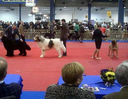 Mastin del Pirineo Campeon de España Asubio de Gaspalleira criadores
