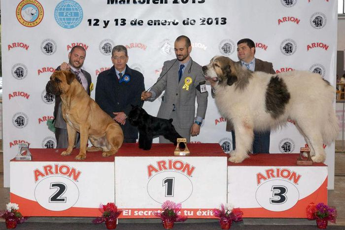 Mastin del Pirineo Campeon de España Asubio de Gaspalleira criadores