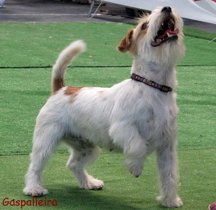 Jack Russell Terrier Campeona de España Bagoa de Gaspalleira criadores
