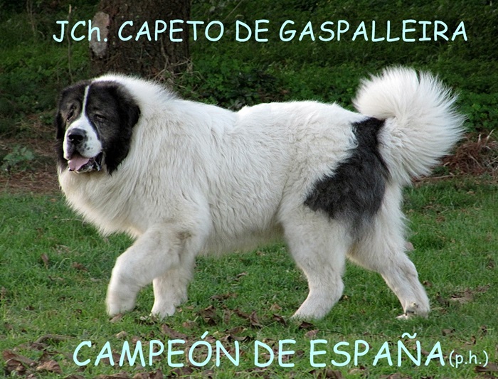 Mastin del Pirineo Campeon de España Capeto de Gaspalleira criadores