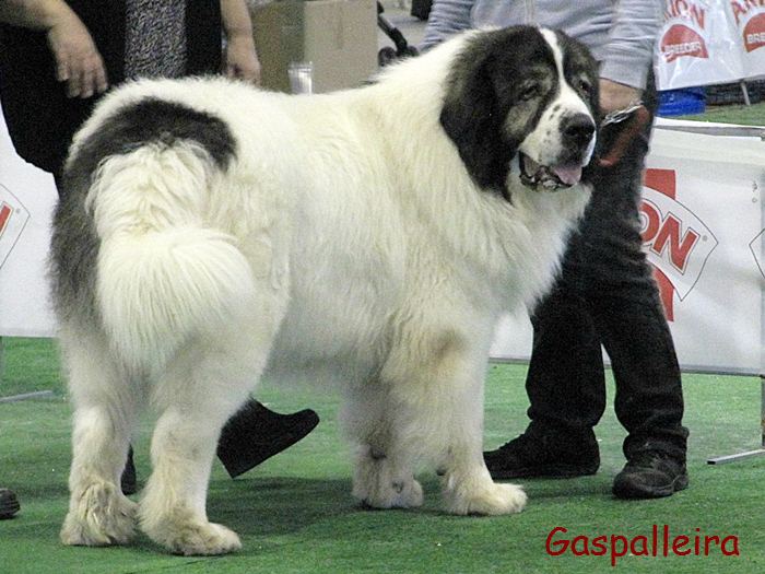 Mastin del Pirineo Campeon de España Capeto de Gaspalleira criadores