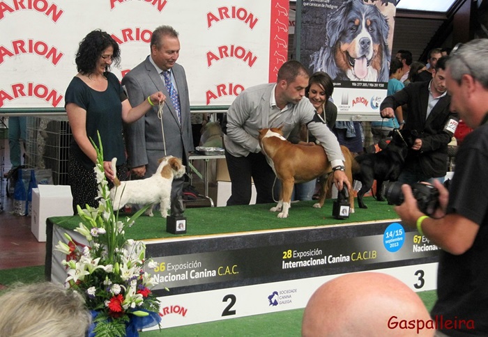 Cachorro de Jack Russell Terrier Homiño de Gaspalleira, criadores