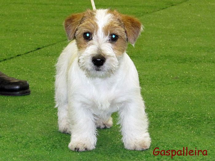 Cachorro de Jack russell terrier Homiño de Gaspalleira criadores