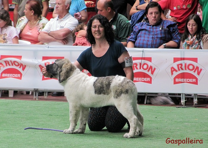 Cachorro de Mastín del Pirineo de criadores Gaspalleira Thundra de Moralet