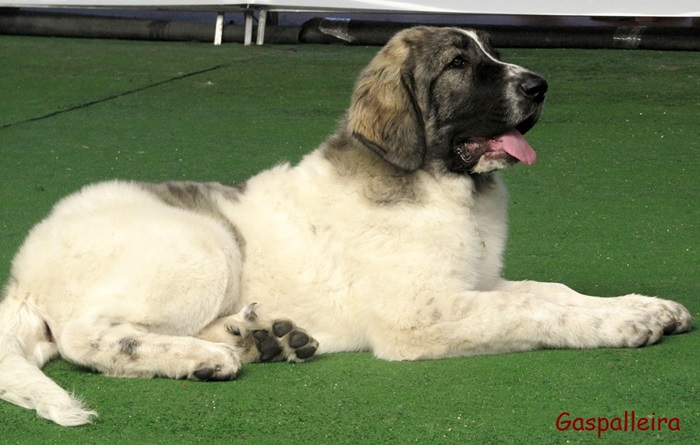 Cachorro de Mastín del Pirineo de criadores Gaspalleira Thundra de Moralet