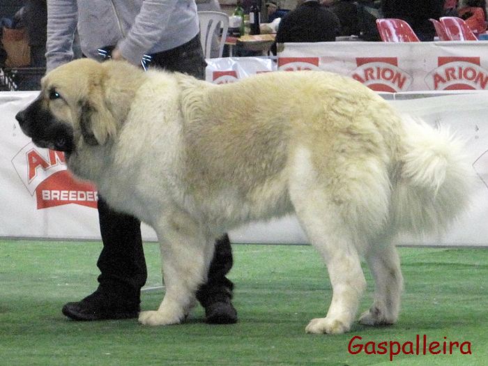Mastin del Pirineo de Gaspalleira criadores Zoe