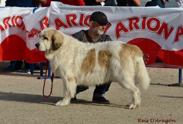 Mastin del pirineoCampeona de España Amande de Gaspalleira