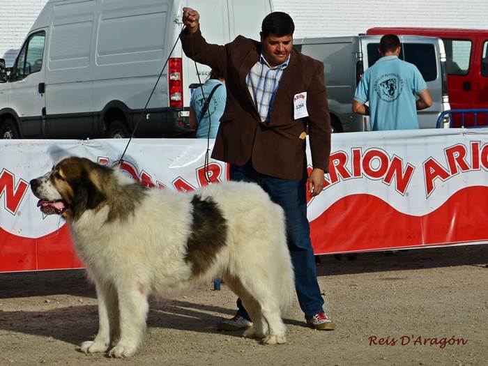 Mastin del pirineo Campeon de españa Asubio de Gaspalleira