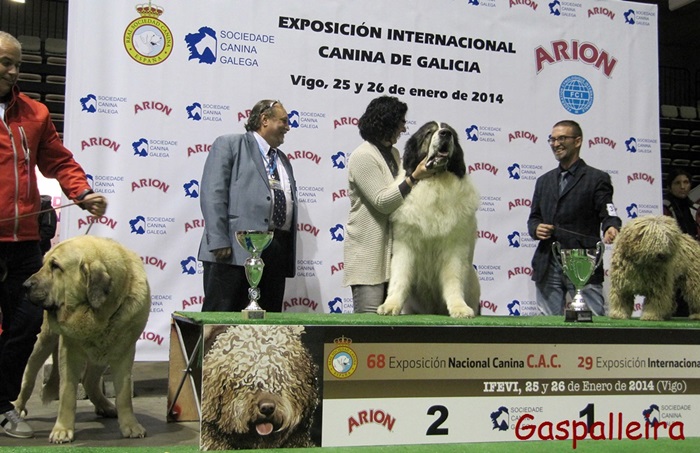Mastin del pirineo campeon de España Capeto de Gaspalleira criadores