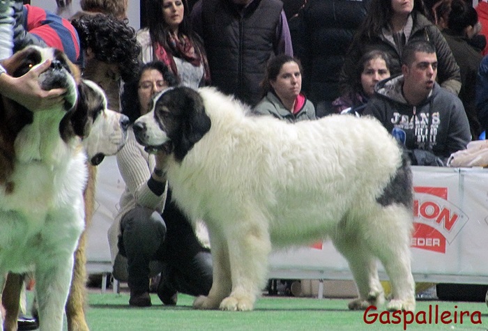 Mastin del pirineo campeon de España Capeto de Gaspalleira criadores