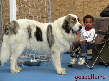 Mastin del pirineo de Gaspalleira Campeona de España Asabel Apain
