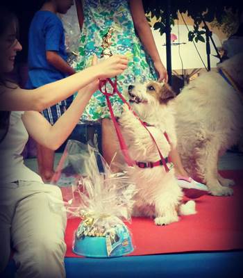 jack russell terrier Martiño de Gaspalleira