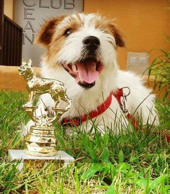 jack russell terrier Martiño de Gaspalleira