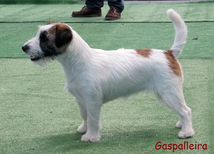 Jack Russell Terrier Esmorga de Gaspalleira criadores