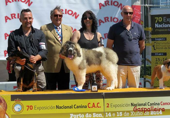 Cachorro de Mastin del pirineo Nerea de Gaspalleira criadores