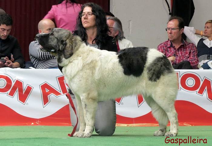 Mastin del pirineo de Gaspalleira Thundra de Moralet