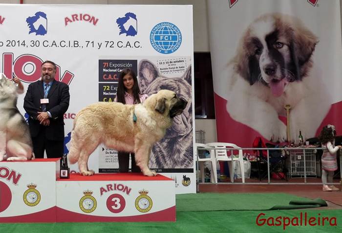 Mastin del pirineo de Gaspalleira Zoe