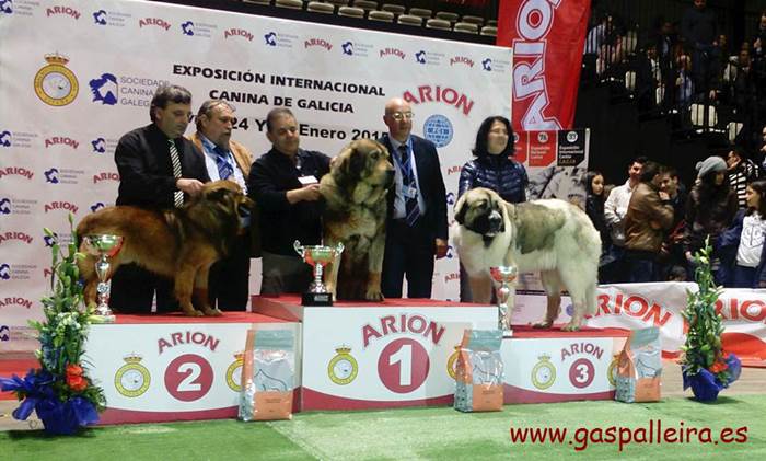 Mastín del Pirineo Nerea de Gaspalleira criadores en Galicia