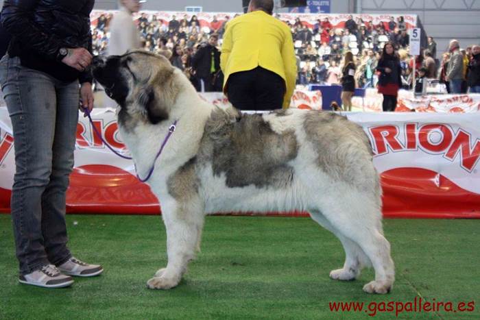 Mastín del PirineoNerea de Gaspalleira, criadores en Galicia
