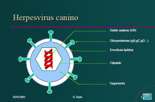 herpesvirus-canino-perra