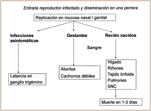 herpesvirus-canino