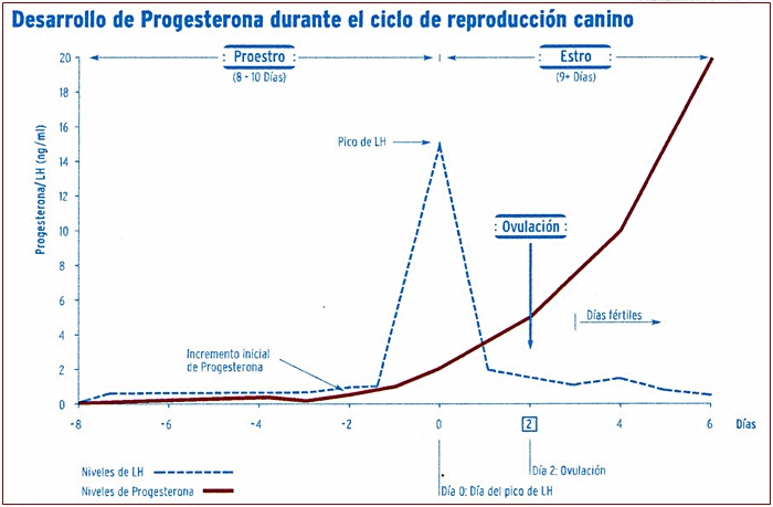 interpretacion-valor-progesterona-perra