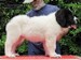 cachorro mastin del pirineo