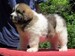 cachorro mastin del pirineo