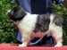 cachorro mastin del pirineo