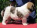 cachorro mastin del pirineo