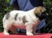 cachorro mastin del pirineo