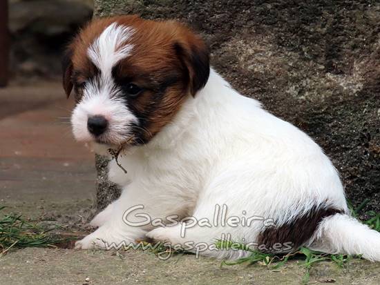 cachorros de Jack Russell Terrier de Gaspalleira