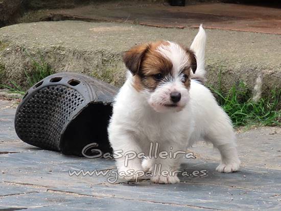 cachorros de Jack Russell Terrier de Gaspalleira