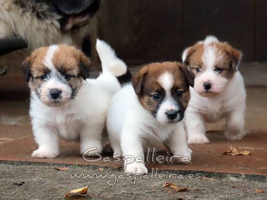 cachorros de Jack Russell Terrier de Gaspalleira