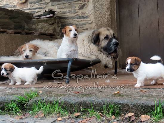 cachorros de Jack Russell Terrier de Gaspalleira