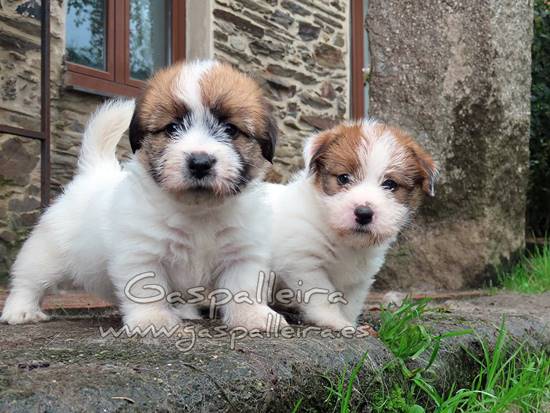 cachorros de Jack Russell Terrier de Gaspalleira