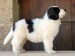 Cachorro de mastín del pirineo