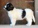 Cachorro de mastín del pirineo