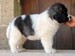 Cachorro de mastín del pirineo