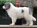 cachorro mastin del pirineo