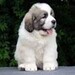 cachorro mastin del pirineo