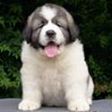 Cachorro de Mastín del Pirineo Asubio de Gaspalleira