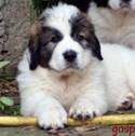 Cachorro de Mastín del Pirineo Aurora de Gaspalleira