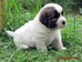 cachorro mastin del pirineo cachorro mastin del pirineo