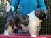 cachorro mastin del pirineo