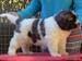 cachorro mastin del pirineo